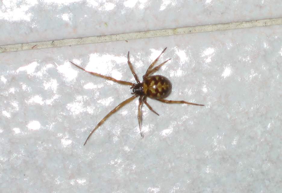 Ragno casalingo - Steatoda triangulosa